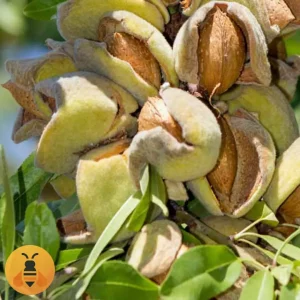 Aromatični-Badem-Markoni-Logo Prodaja sadnica Badema. Rasadnik Maja.