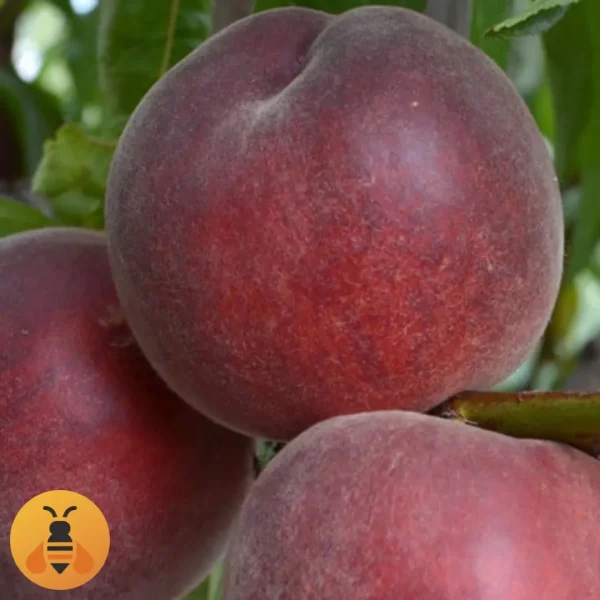 Breskva-Red-Heaven-Logo Breskva Red Heven, zdrave sadnice iz Rasadnika Maja.