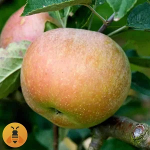 Jabuka-Budimka Jabuka Budimka, zdrave sadnice iz Rasadnika Maja.