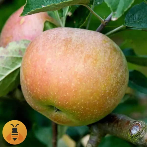 Jabuka-Budimka Jabuka Budimka, zdrave sadnice iz Rasadnika Maja.