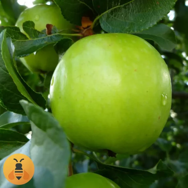 Jabuka-Greni-Smith-Logo (2) Jabuka Greni Smit, zdrave sadnice iz Rasadnika Maja.