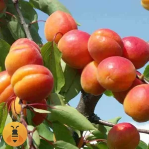 Kajsija-Mađarska-Najbolja-Logo Sadnice Kajsije, iz Rasadnika Maja.