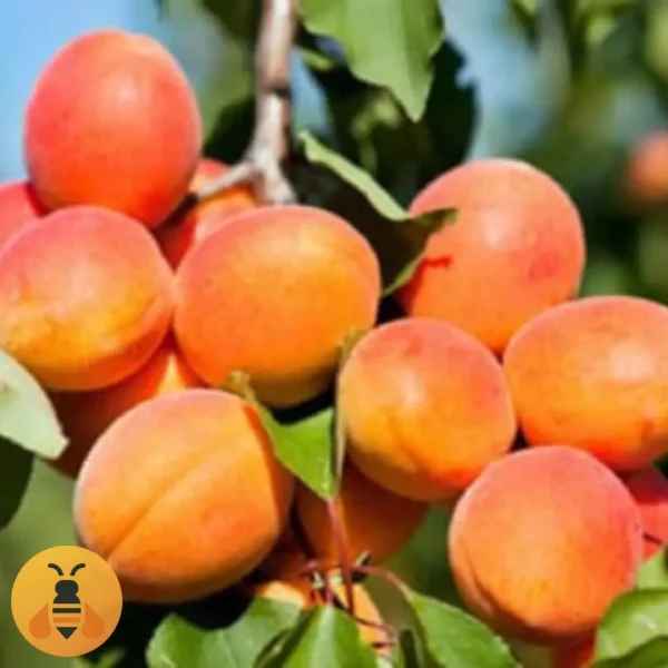 Kajsija-Novosadska-Rodna-Logo Sadnice Kajsije iz Rasadnika Maja.