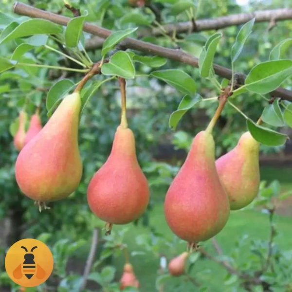 Kruška-Junska-Lepotica-Logo Kruska Junska Lepotica, zdrave sadnice iz Rasadnika Maja.