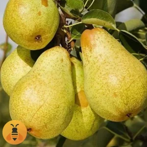 Kruška-Viljamovka-Logo Kruška Viljamovka, zdrave sadnice iz Rasadnika Maja.