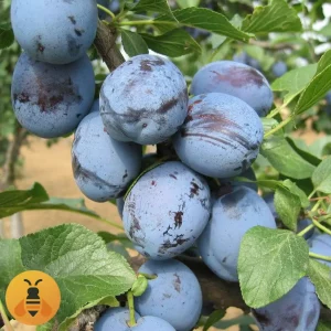 Šljiva-Čačanska-Lepotica-Logo Šljiva Čačanska Lepotica, zdrave sadnice iz Rasadnika Maja.