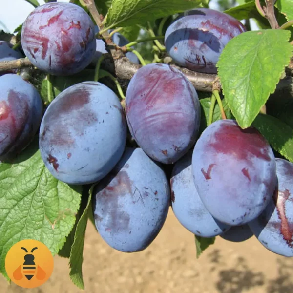 Šljiva-Čačanska-Rodna-Logo Šljiva Čačanska Rodna, zdrave sadnice iz Rasadnika Maja.