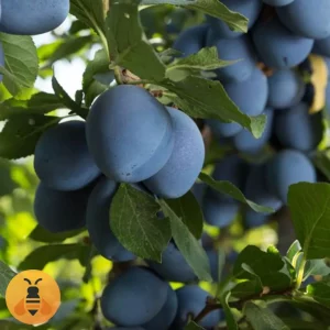 Šljiva-Stenlej-Logo Šljiva Stenlej, zdrave sadnice iz Rasadnika Maja.