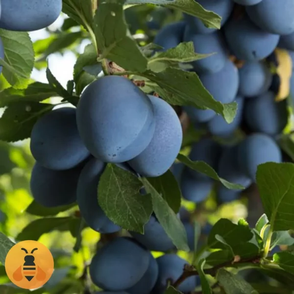 Šljiva-Stenlej-Logo Šljiva Stenlej, zdrave sadnice iz Rasadnika Maja.