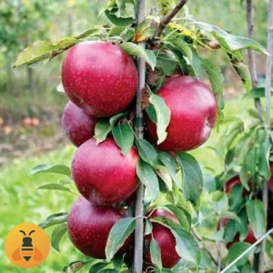 Stubasta-Jabuka-Crvena- Stubasta Jabuka, zdrave sadnice iz Rasadnika Maja.