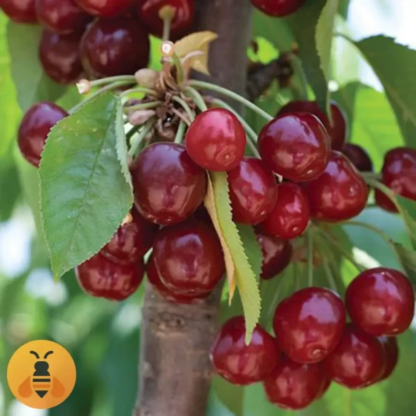 Stubasta-Trešnja-Logo Stubasta Trešnja, kvalitetne sadnice iz Rasadnika Maja.