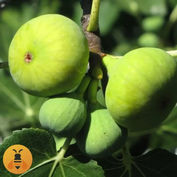 Smokva-Petrovača-Logo Smokva Petrovača, zdrave sadnice iz Rasadnika Maja.