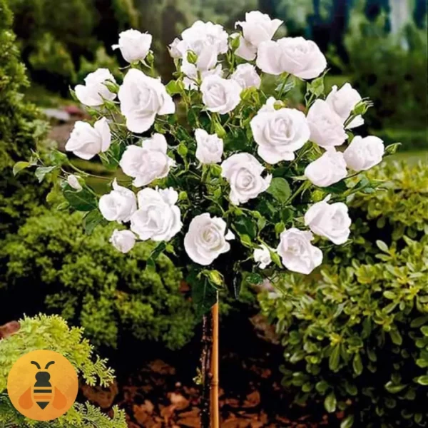 Akito-Logo Prodaja sadnica Ruže Stablašice Akito.