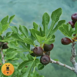 Crna-Smokva-Logo2 Prodaja sadnica Crne Smokve.