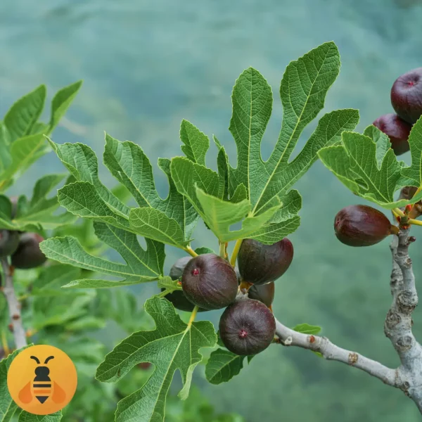 Crna-Smokva-Logo2 Prodaja sadnica Crne Smokve.