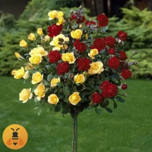 Crveno-žuta-Logo Prodaja sadnica Ruže Stablašice Crveno-Žuta.
