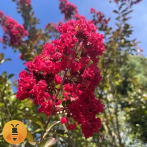 Indijski-Jorgovan-Logo