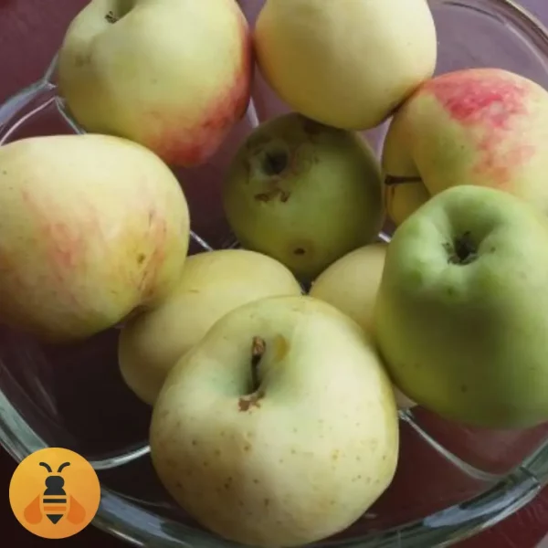 Jabuka-Petrovača-Logo Prodaja sadnica Jabuke Petrovače.