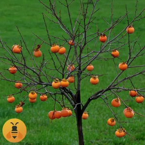 Kaki-Jabuka-Logo-2 Prodaja sadnica Kaki Jabuke.