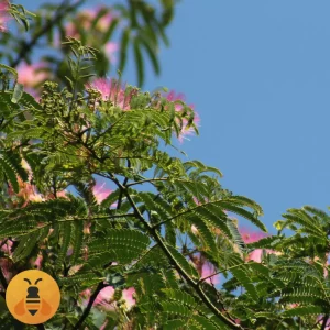 Kineska-Mimoza-Albicija-Logo6 Kvalitetne Sadnice Albicije.