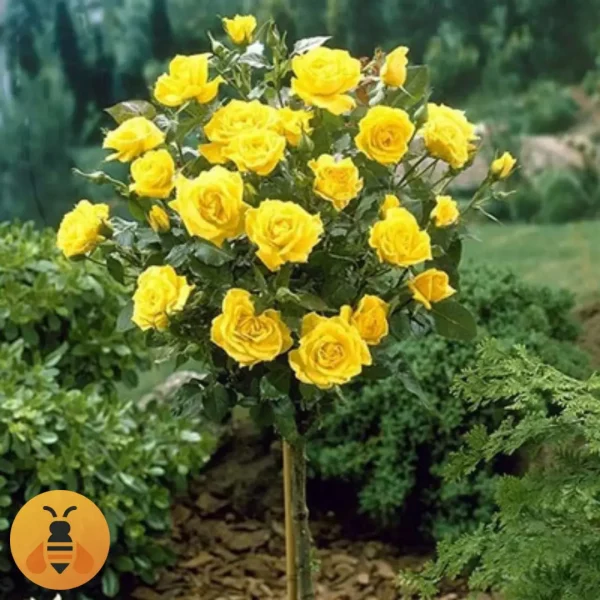 Landora-Logo Prodaja sadnica Ruže Stablašice Landore.