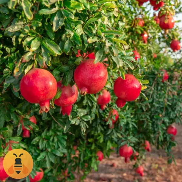 Nar-Barski-Slatki-Logo Sadnice Nara. Biljka koja voli sunce.