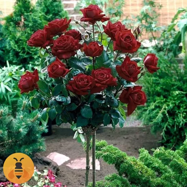 Nina-Vejbul2-Logo Prodaja sadnica Ruže Stablašice Nine-Vejbul.