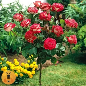 Osirija-Logo Prodaja sadnica Ruže Stablašice Osirije.