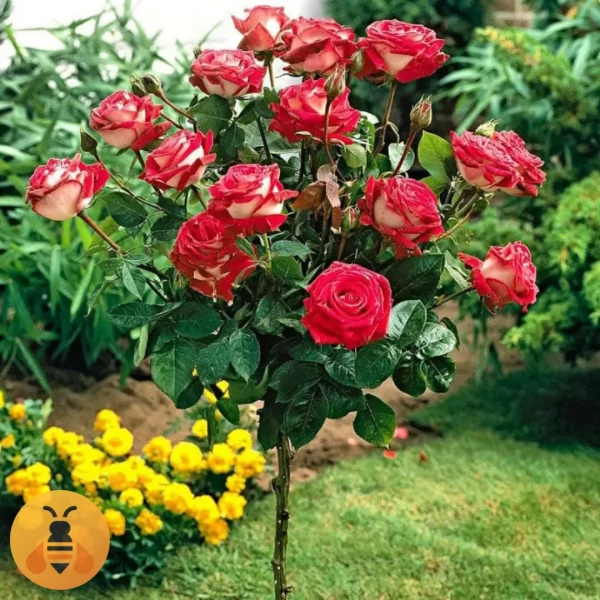 Osirija-Logo Prodaja sadnica Ruže Stablašice Osirije.