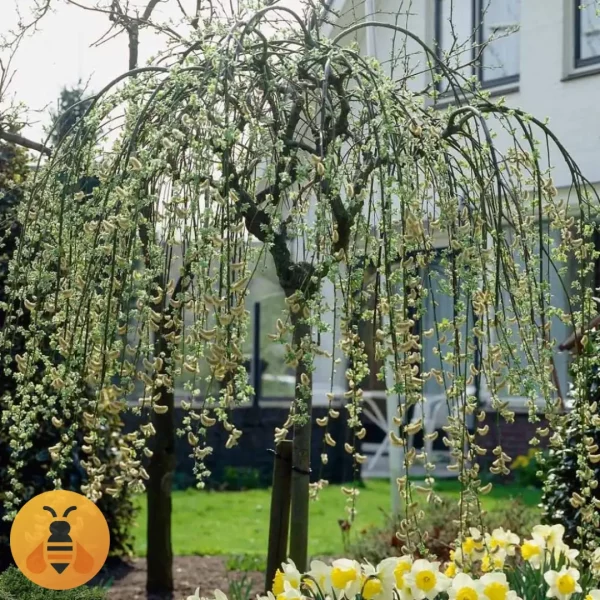 Padajuća-Vrba-Logo Prodaja sadnica Padajuće Vrbe.