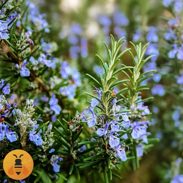 Ruzmarin-Logo (2) Kvalitetne sadnice Ruzmarina iz Rasadnika Maja.