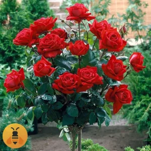 Sačma-Logo Prodaja sadnica Ruže Stablašice Sačma.