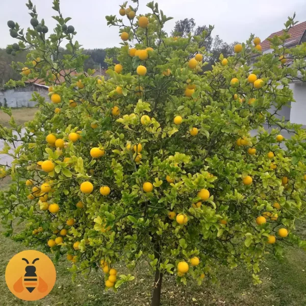 Sibirski-Limun-Logo Prodaja sadnica Sibirskog Limuna.