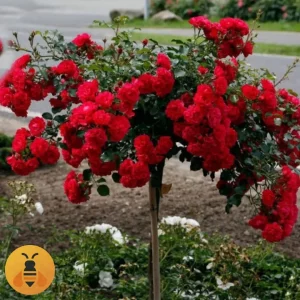 Skarlet-Logo Prodaja sadnica Ruže Stablašice Skarlet.