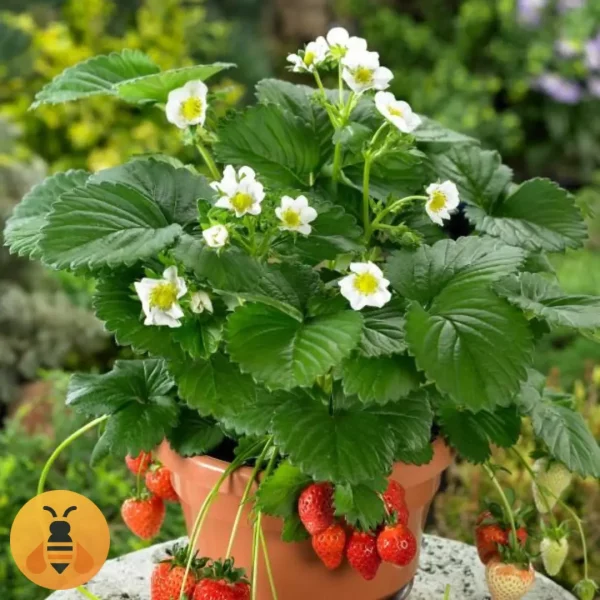 Stalnorađajuća-Jagoda-Irma-Logo2 Stalnorađajuća Jagoda. Plod tokom cele godine.