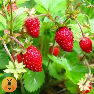 Šumska-Jagoda-Logo Prodaja sadnica Šumskih Jagoda.