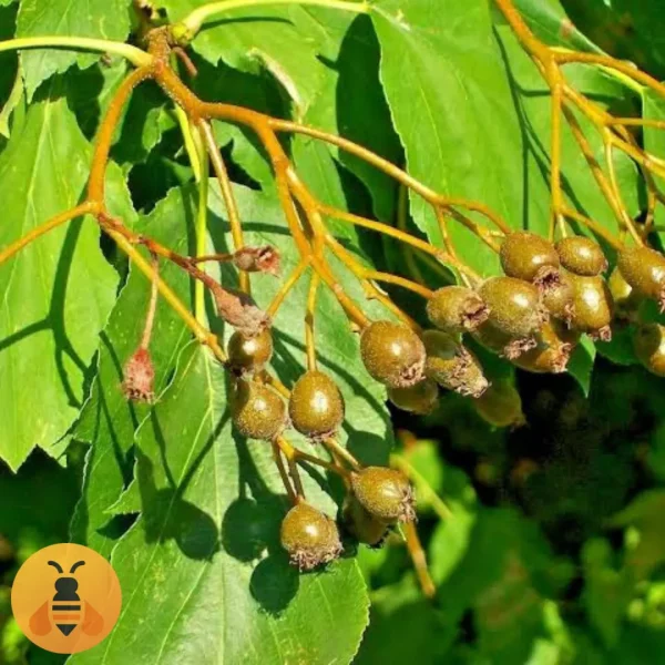 Prodaja sadnica Brekinje. Rasadnik Maja.