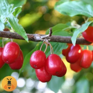 Dren-Logo Prodaja sadnice Domaćeg Drena. Rasadnik Maja.