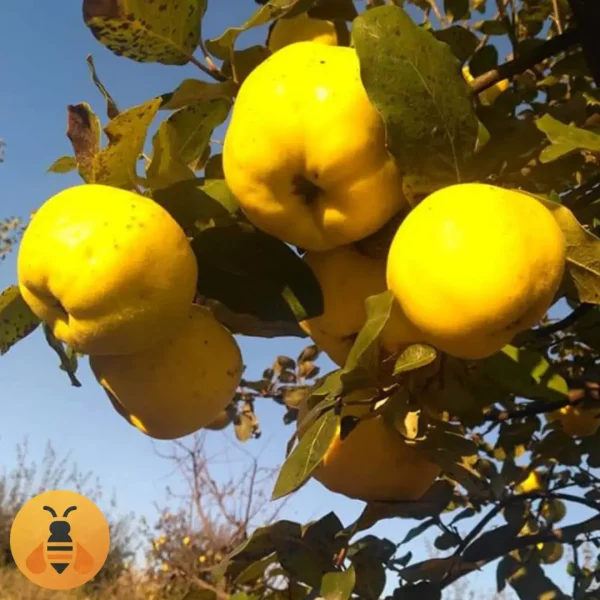 Dunja-Leskovačka-Logo Prodaja sadnica Dunje Leskovačke. Rasadnik Maja.