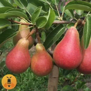 Kruška-Karmen-Logo Prodaja sadnica Kruške Karmen.