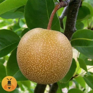 Kruska-Kumoi-Logo Prodaja sadnica Kruške Kumoi. Rasadnik Maja.