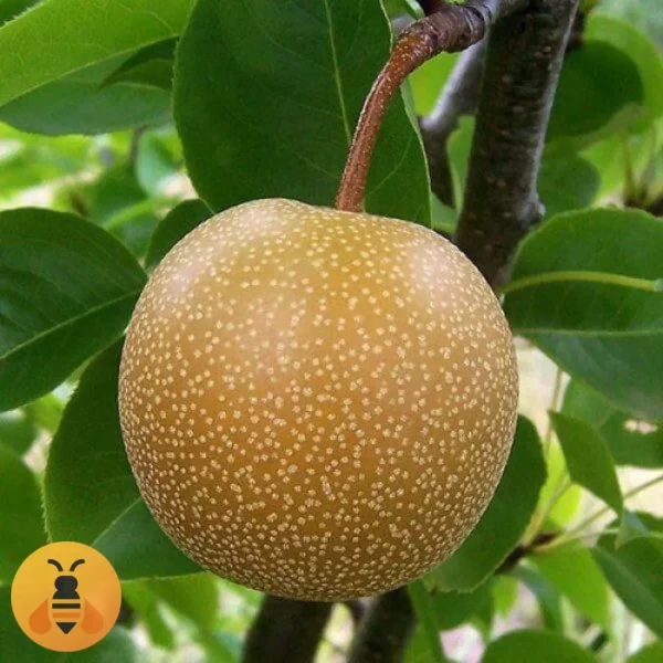 Kruska-Kumoi-Logo Prodaja sadnica Kruške Kumoi. Rasadnik Maja.