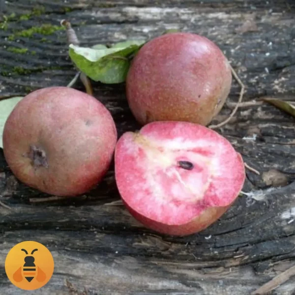 Kruska-Lubeničarka-Logo Prodaja sadnica Kruške Lubeničarke.