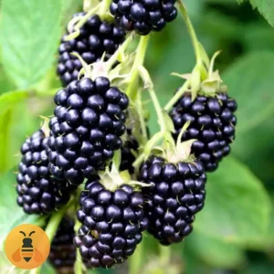 Kupina-Loh-Nes-Logo Prodaja sadnica kupine.