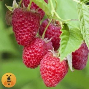 Malina-Vilamet Prodaja sadnica Maline Vilamet.