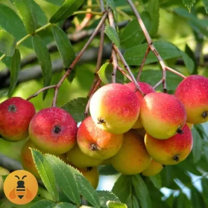 Oskoruša-Logo Prodaja sadnice Oskoruše. Rasadnik Maja.