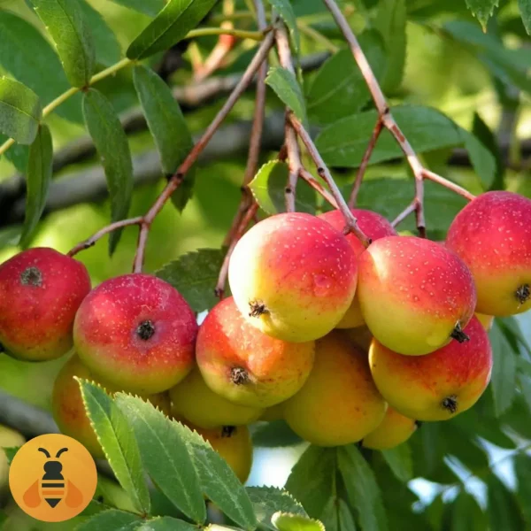 Prodaja sadnice Oskoruše. Rasadnik Maja.