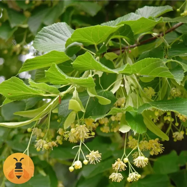 Prodaja sadnica Širokolisne Lipe.