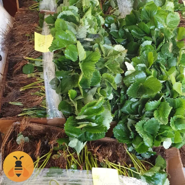 Živići-Lucije-100kom-Logo (1)