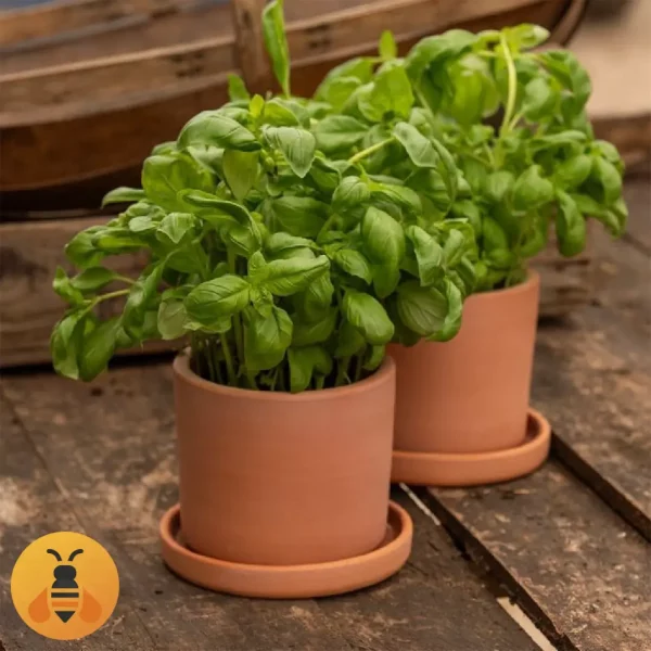 Sadnice Bosiljka. Rasadnik Maja.